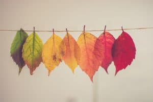 leaves of different colors