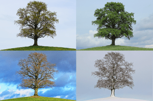 tree photographed in spring, summer, autumn, and winter