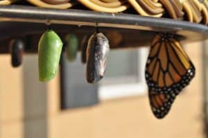different stages in the life cycle of a butterfly