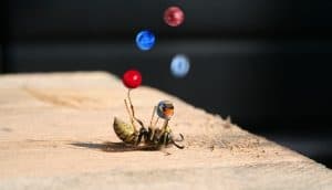 bee juggling 5 marbles